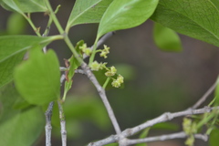 Pleurostylia opposita